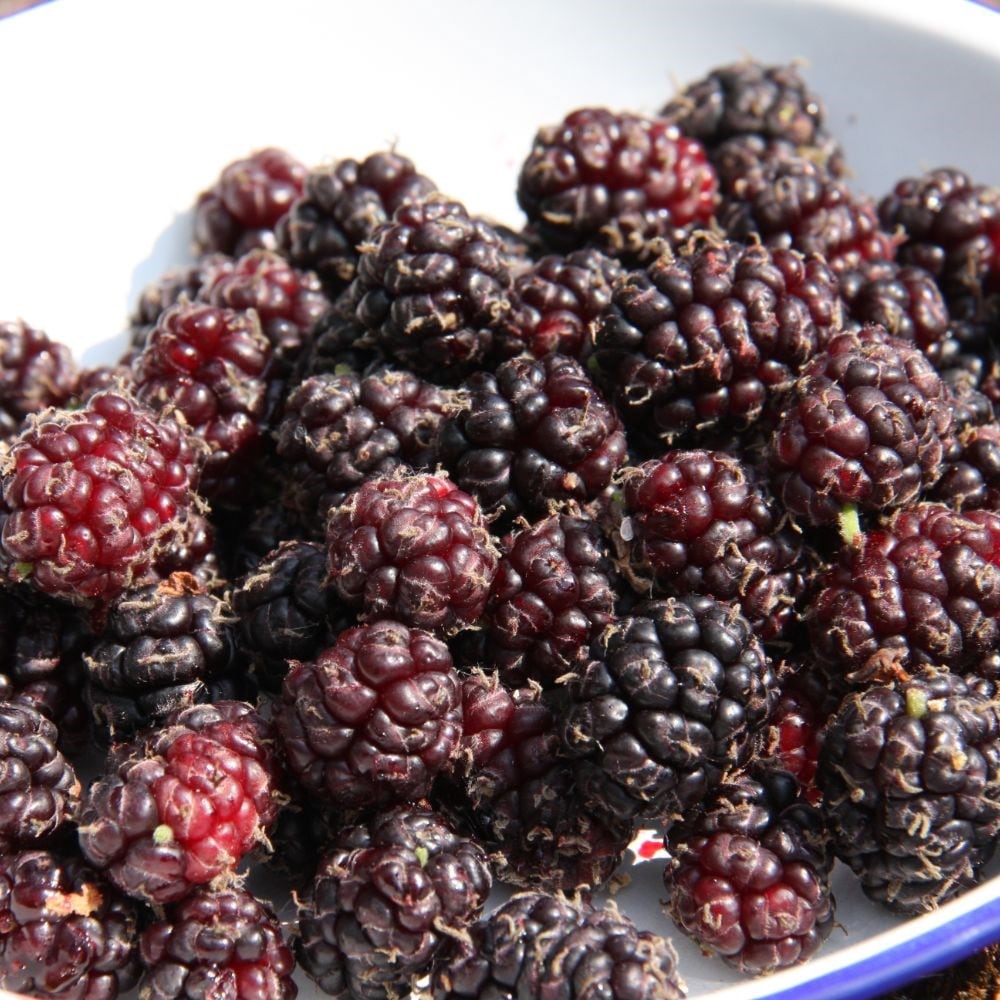 Product options image