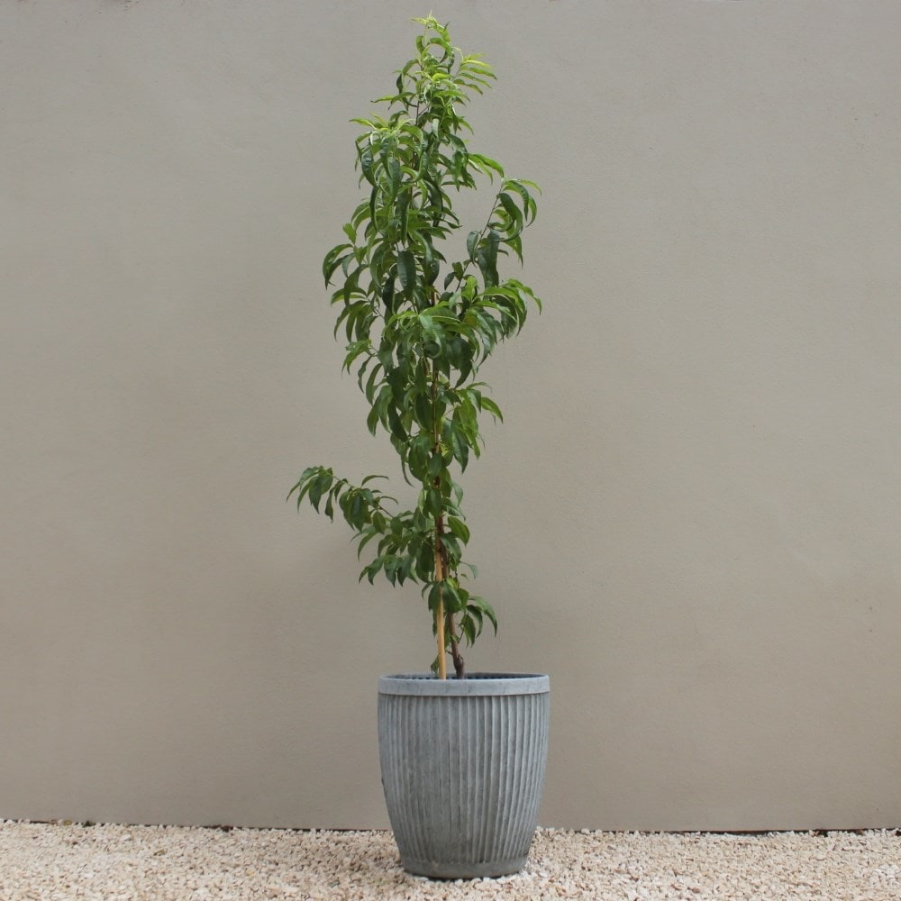 nectarine 'Lord Napier'