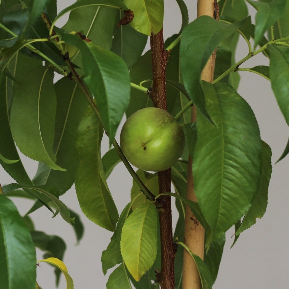 nectarine 'Lord Napier'