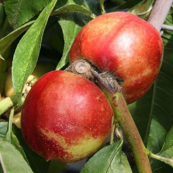 nectarine Lord Napier
