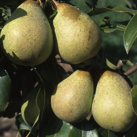 Picture of pear Beth