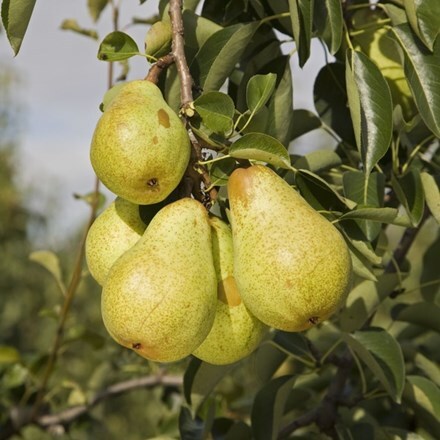 Picture of pear Williams' Bon Chrétien
