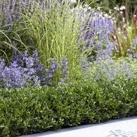 Picture of Ilex crenata Luxus Hedge ('Annys5') (PBR)