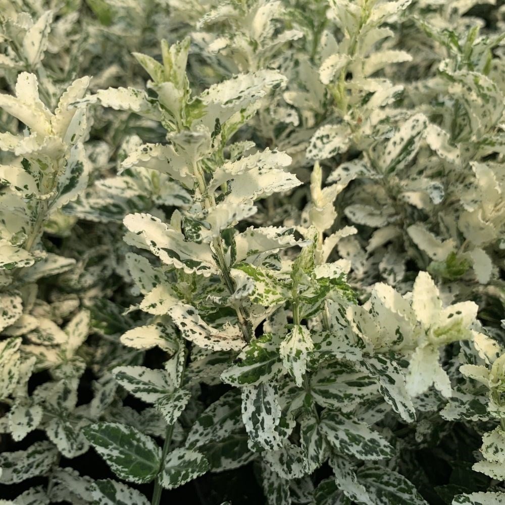 <i>Euonymus fortunei</i> 'Harlequin'