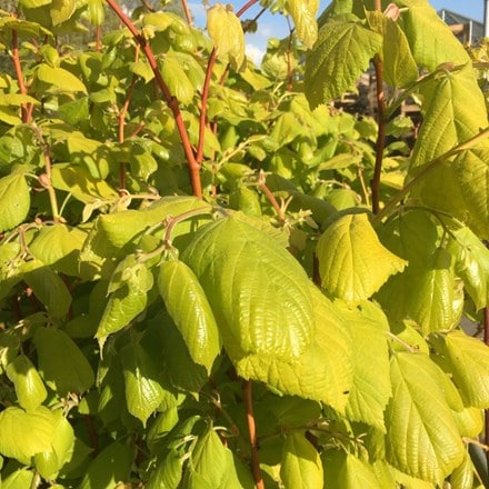Picture of Tilia × europea Golden Sunset ('WILTIL')