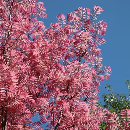 Picture of Toona sinensis Flamingo