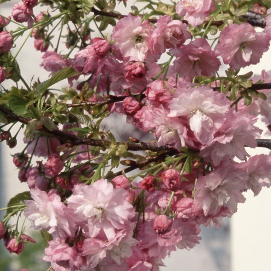 <i>Prunus</i> 'Little Pink Perfection'
