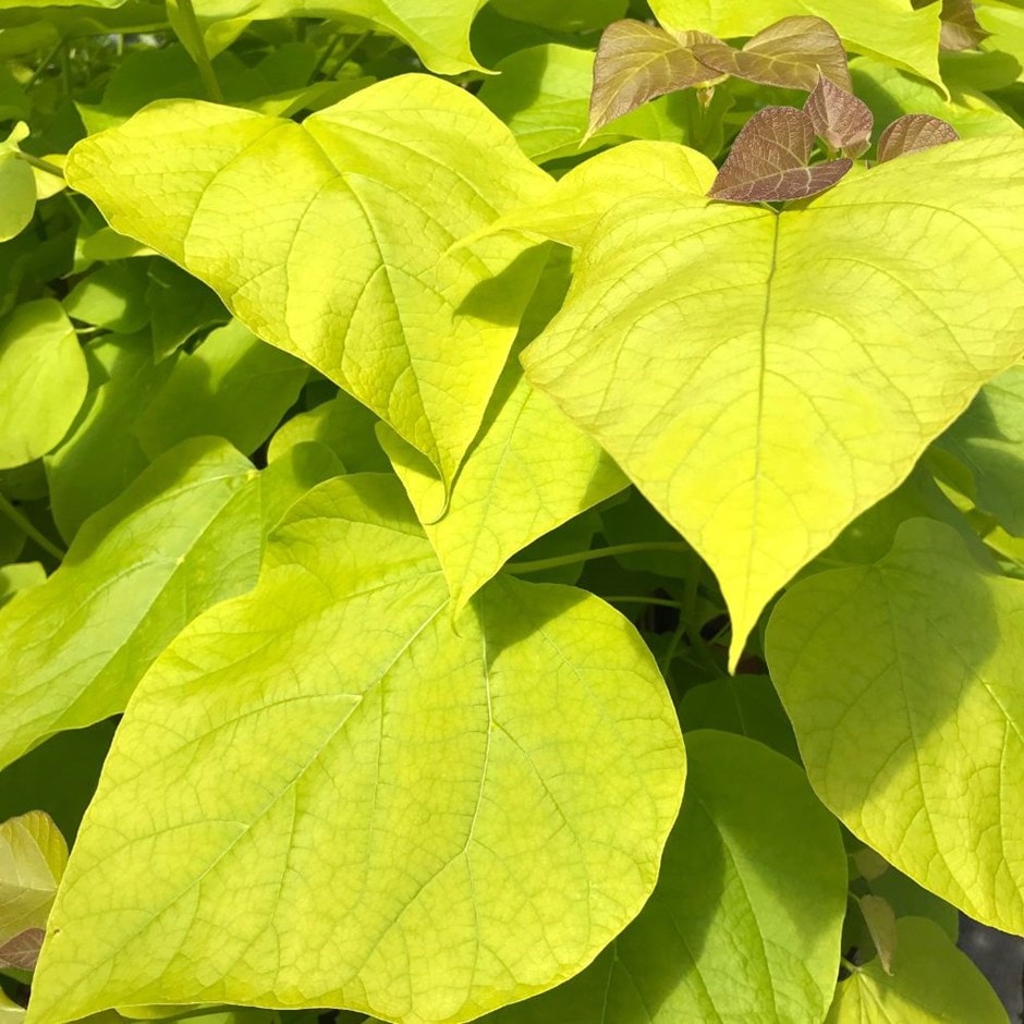 <i>Catalpa bignonioides</i> 'Aurea'