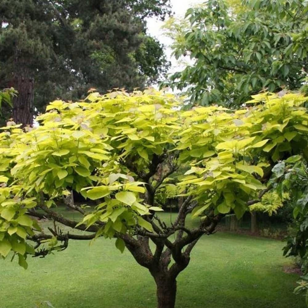 <i>Catalpa bignonioides</i> 'Aurea'