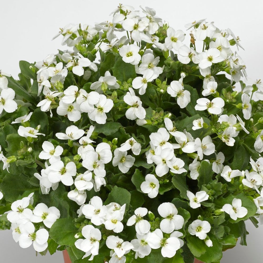 <i>Arabis alpina</i> subsp. <i>caucasica</i> <b class=small-caps>Little Treasure White</b> ('Aralba')