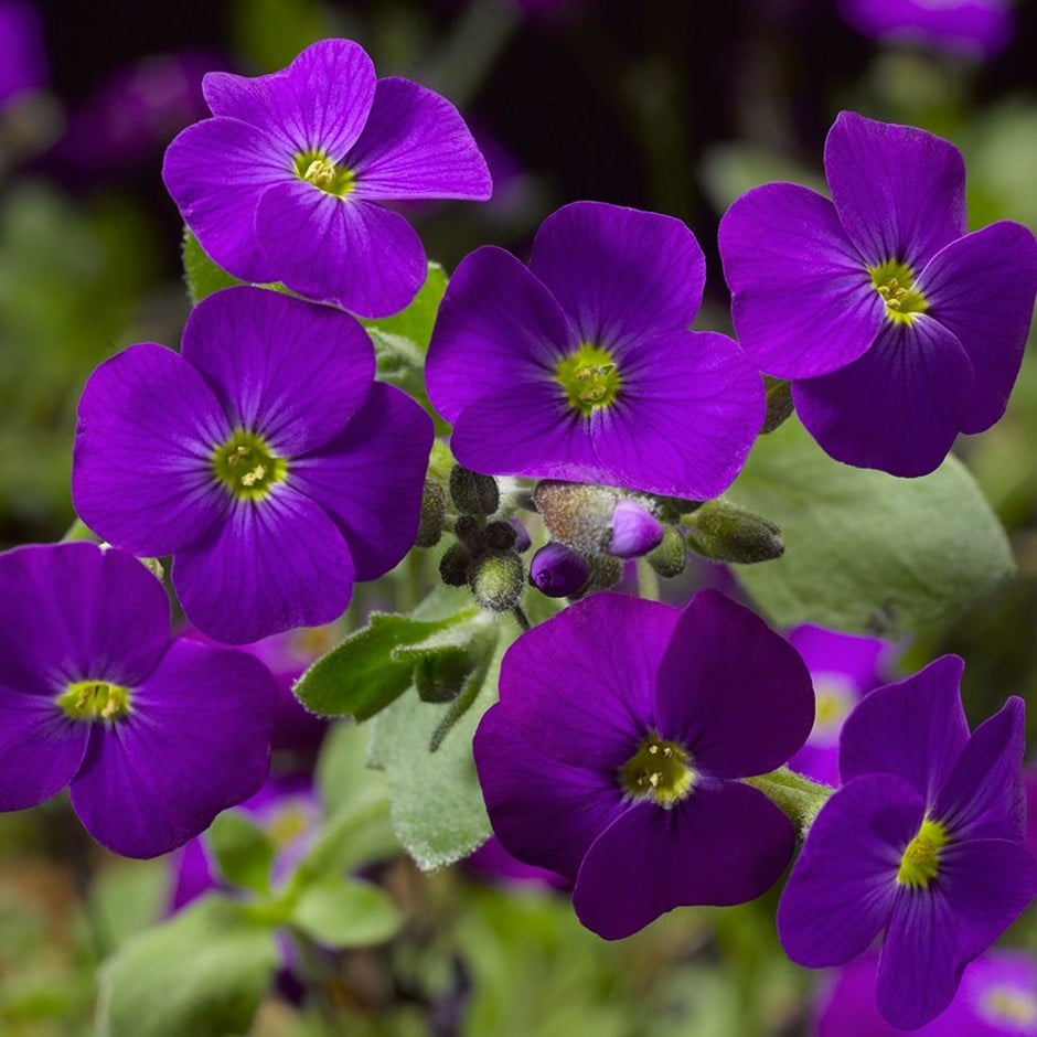 audrey aubrieta purple shades cv seeds x40 cultorum series