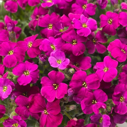 Picture of Aubrieta Audrey Red (Audrey Series)