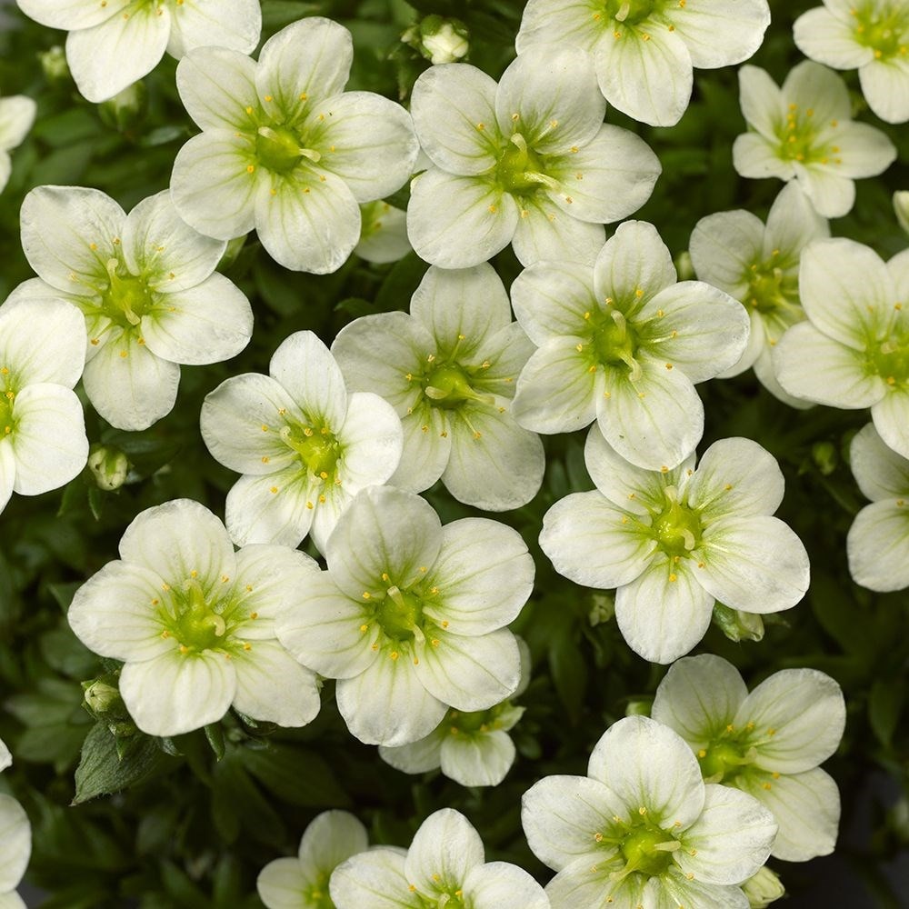 Product options image