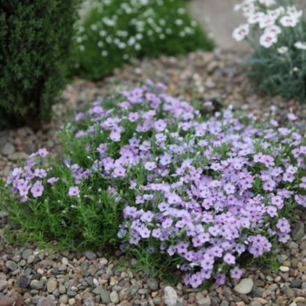 Picture of Phlox douglasii Eva