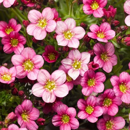 Picture of Saxifraga Alpino Pink ('Saxz0009') (PBR) (× arendsii)