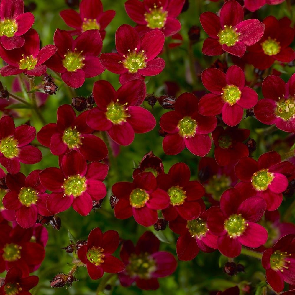 Product options image