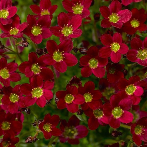 Saxifraga Alpino Red ('Saxz0014') (x arendsii)