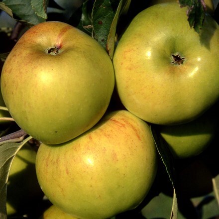 Picture of apple Bountiful