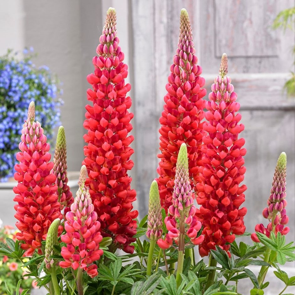 <I>Lupinus</i> 'Beefeater' (PBR)