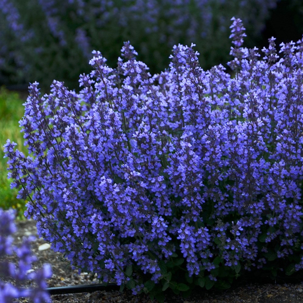 Buy cat mint Nepeta Cat's Pajamas: £7.99 Delivery by Crocus
