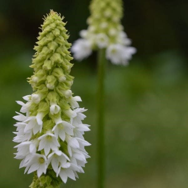Primula vialii Alison Holland ('Aliholl') (PBR)