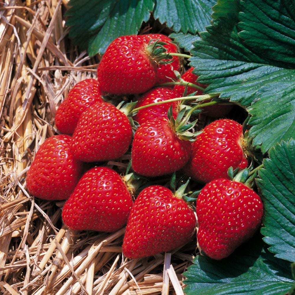 strawberry 'Elsanta'