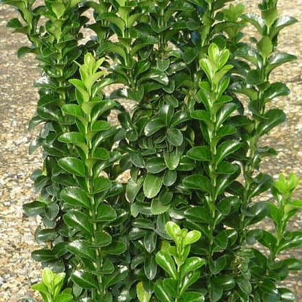 Picture of Euonymus japonicus Green Rocket