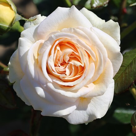 Rosa Timeless Cream ('Noa1112130') (PBR)