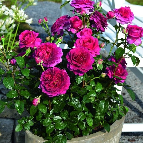 Rosa Timeless Purple ('Noa38121') (PBR)