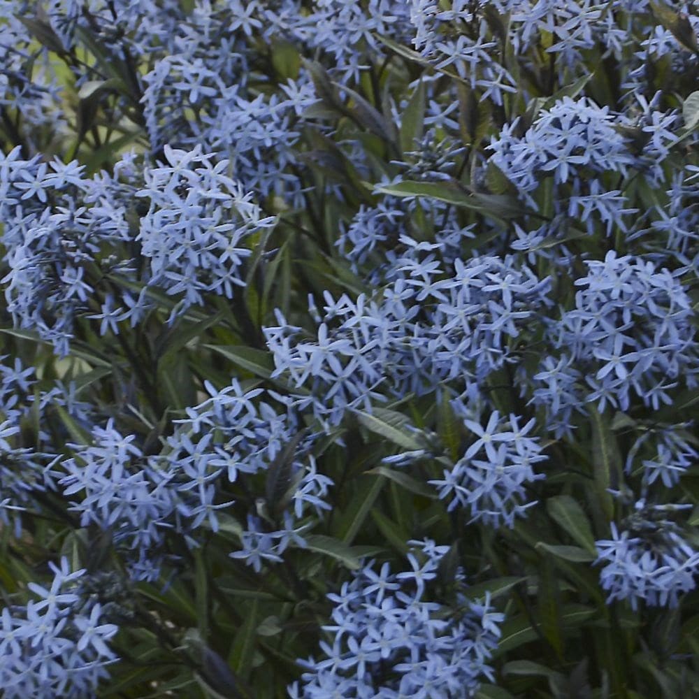 Product options image