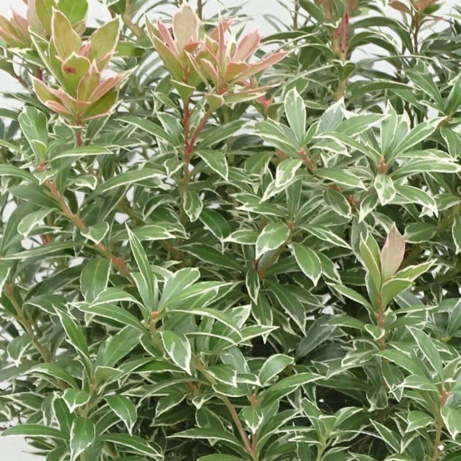 Buy lilyofthevalley shrub Pieris japonica 'Little Heath' Delivery by Waitrose Garden Buy lilyofthevalley shrub Pieris japonica 'Little Heath' Delivery by Waitrose Garden