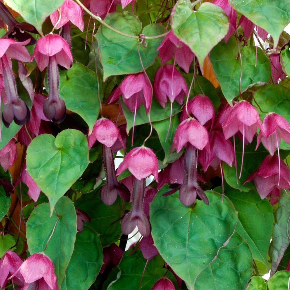 Product options image