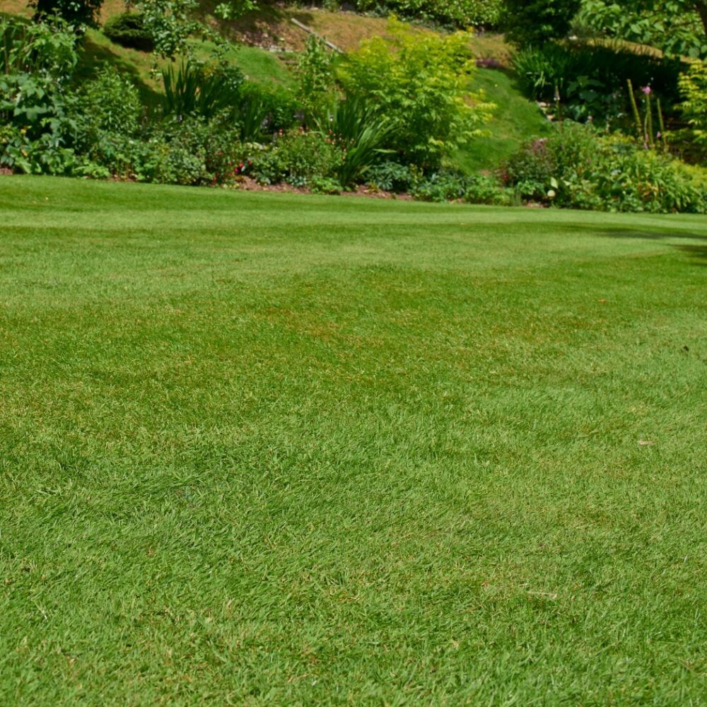 Buy lawn grass seed Johnsons Quick lawn seed £144.99 Delivery by Crocus