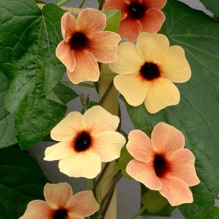Picture of Thunbergia alata African Sunset