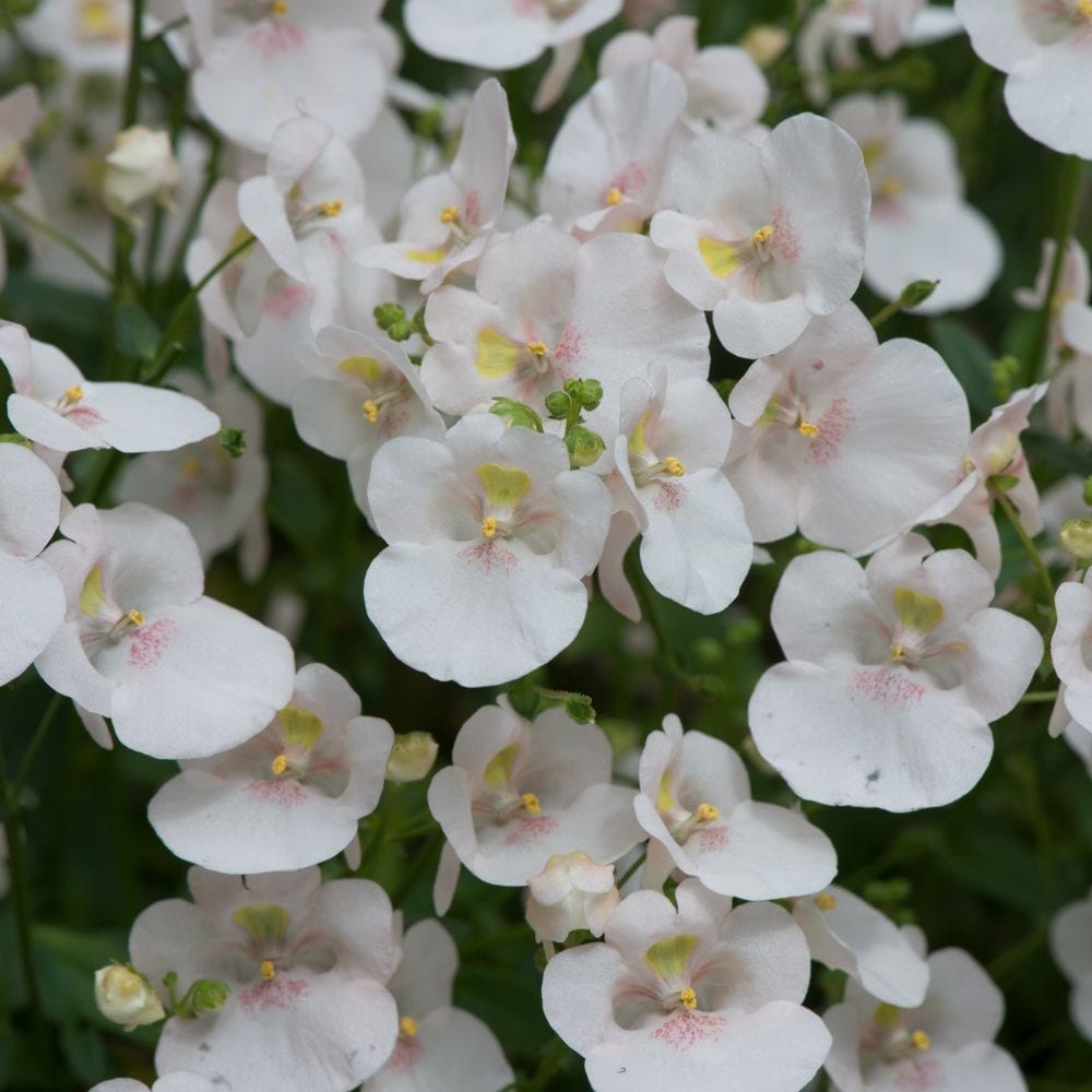 <i>Diascia</i> 'Diamond White Blush'