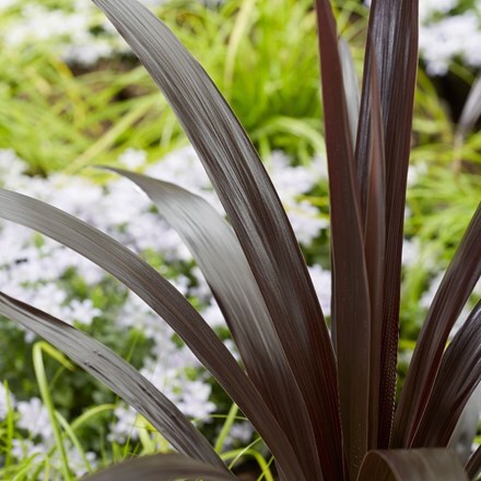Picture of Cordyline obtecta Superstar ('Albatross') (PBR)
