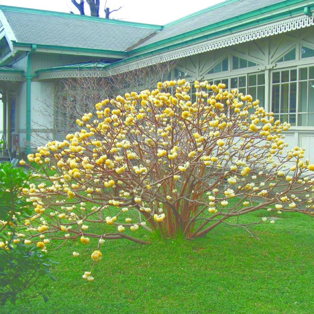 <i>Edgeworthia chrysantha</i> 'Grandiflora'