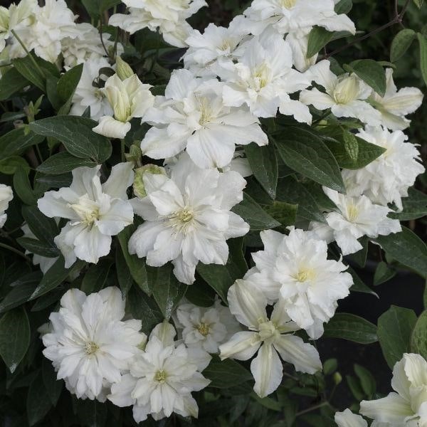 Clematis White Arabella ('Zo14089') (PBR)