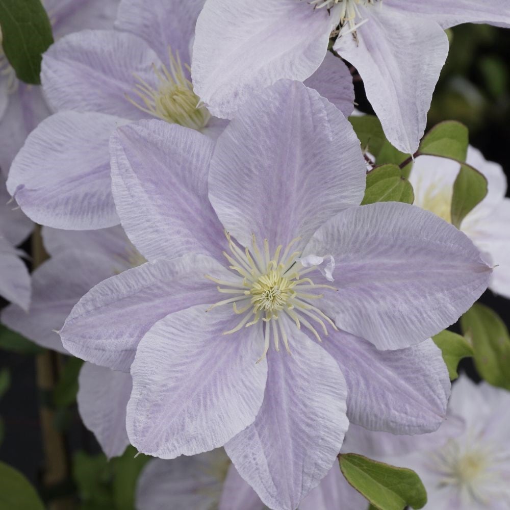 <i>Clematis</i> <b class=small-caps>Bellissima</b> ('Zo10075') (PBR)
