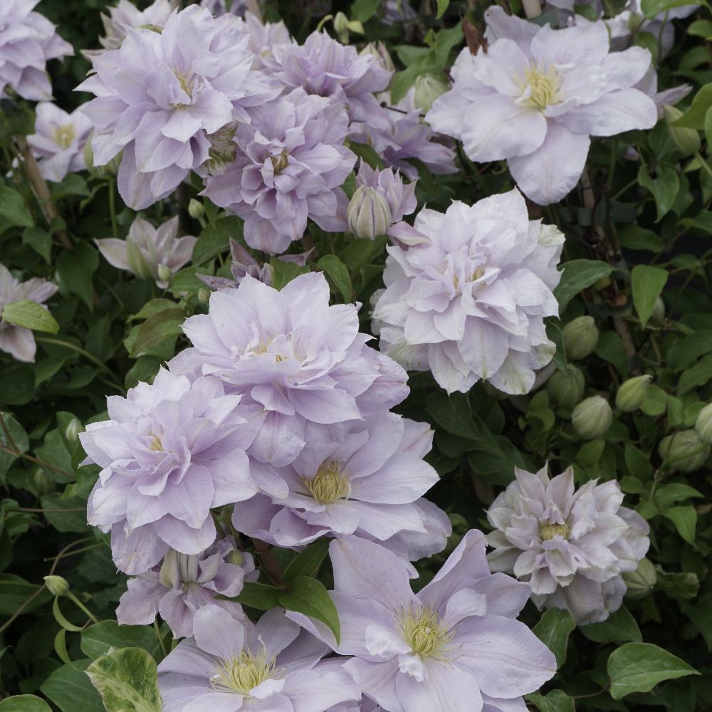 <i>Clematis</i> <b class=small-caps>Bellissima</b> ('Zo10075') (PBR)