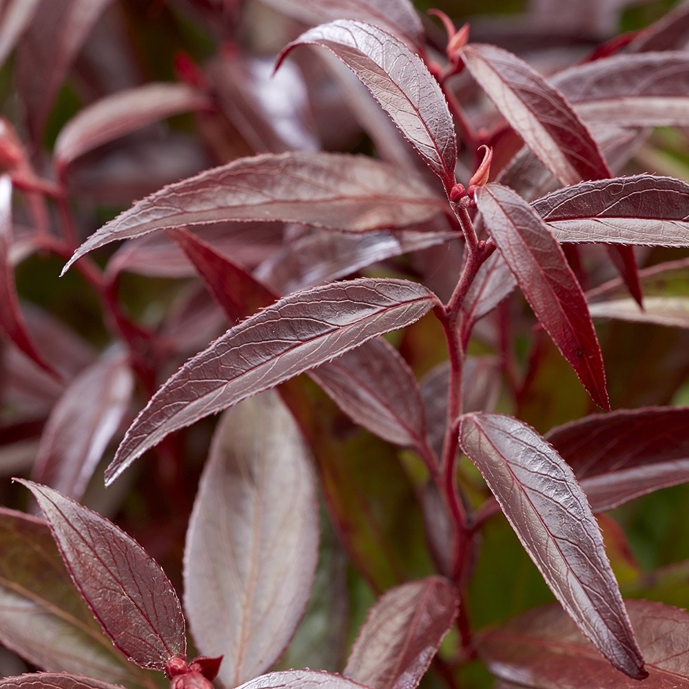 <I>Leucothoe keiskei</i> <b class=small-caps>Burning Love</b> ('Opstal 50') (PBR)