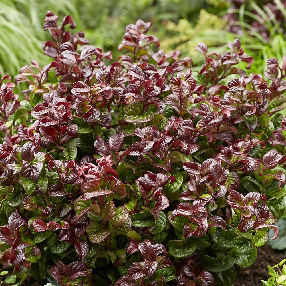 <I>Leucothoe axillaris</i> 'Curly Red' (PBR)