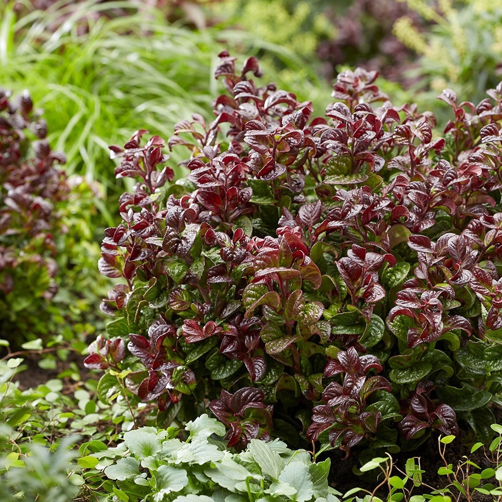 <I>Leucothoe axillaris</i> 'Curly Red' (PBR)