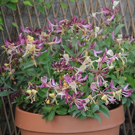 Lonicera periclymenum Chic et Choc ('Inov205') (PBR)