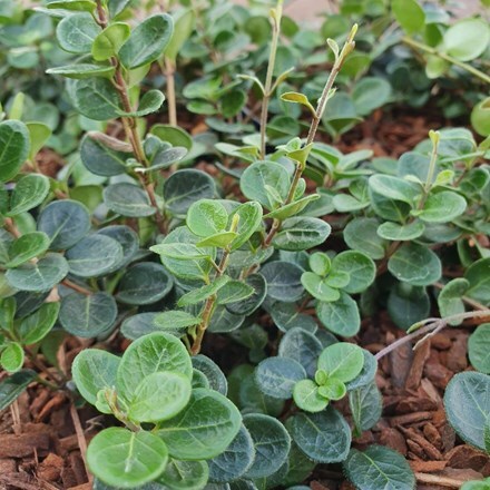 Picture of Lonicera crassifolia Little Honey