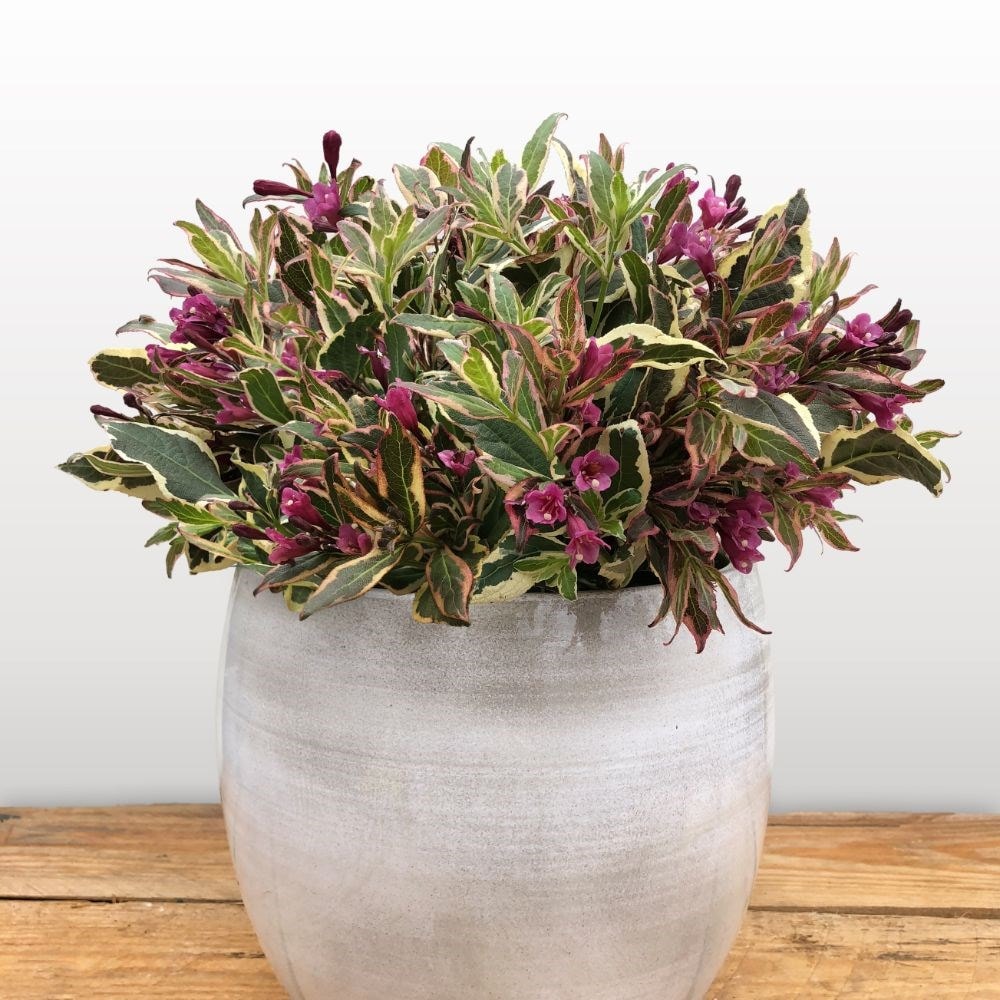 Product options image