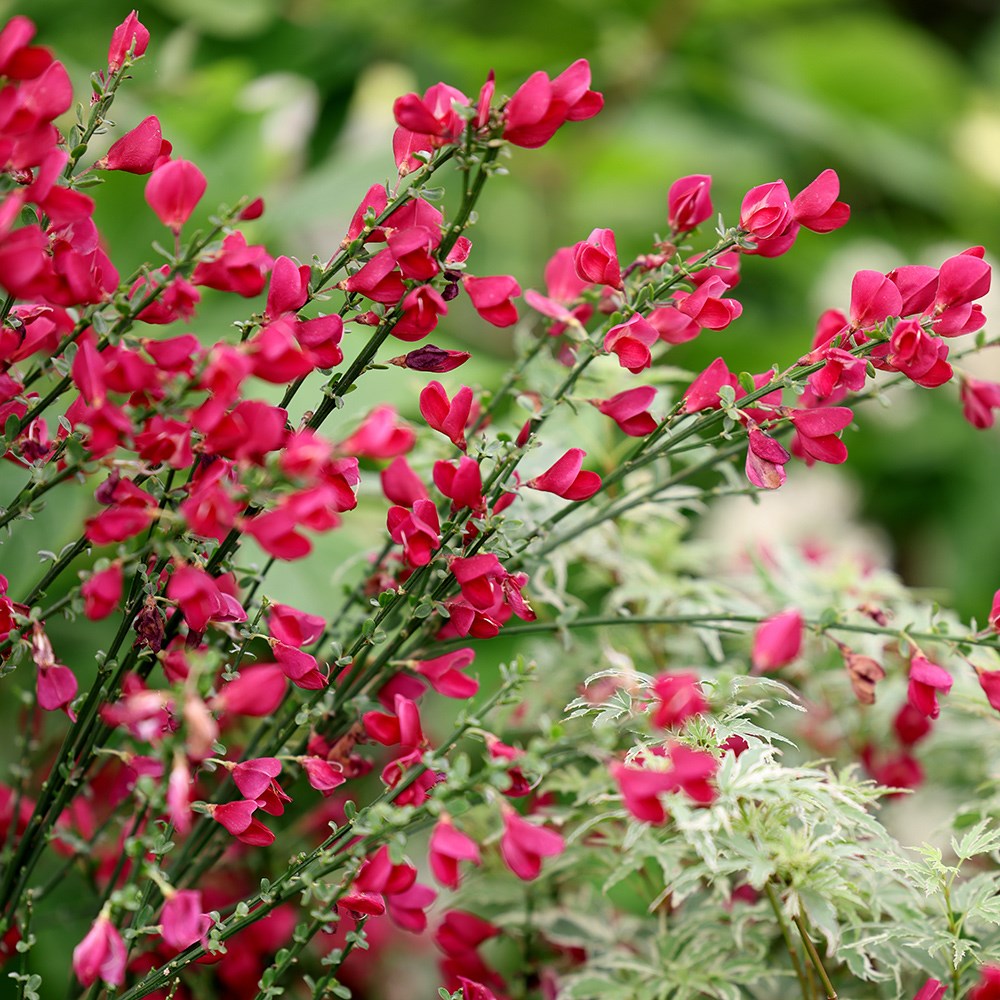 <I>Cytisus</i> × <i>boskoopii</i> 'Boskoop Ruby'