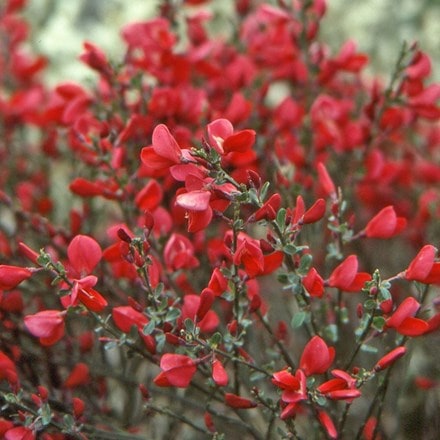 Cytisus × boskoopii Boskoop Ruby