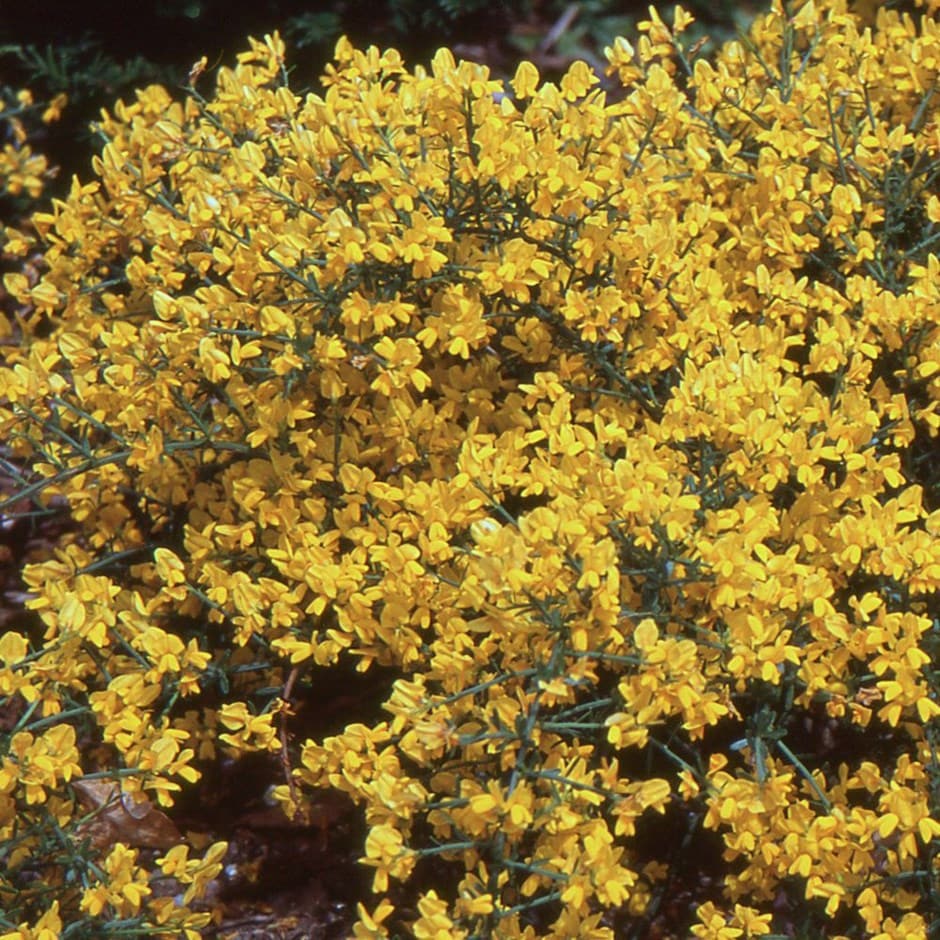 <i>Genista lydia</i> 