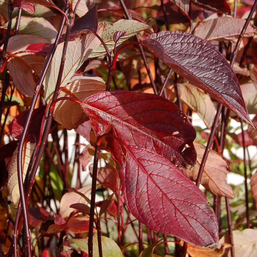<i>Cornus alba</i> 'Kesselringii'